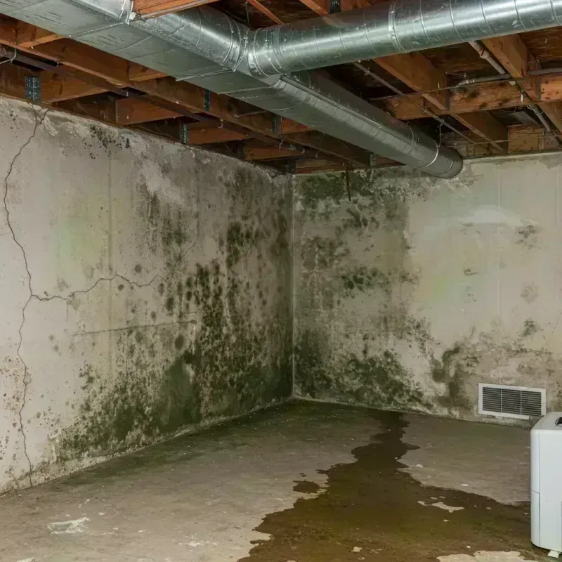 Professional Mold Removal in Darke County, OH